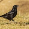 Krkavec australsky - Corvus coronoides - Australian Raven 8636
